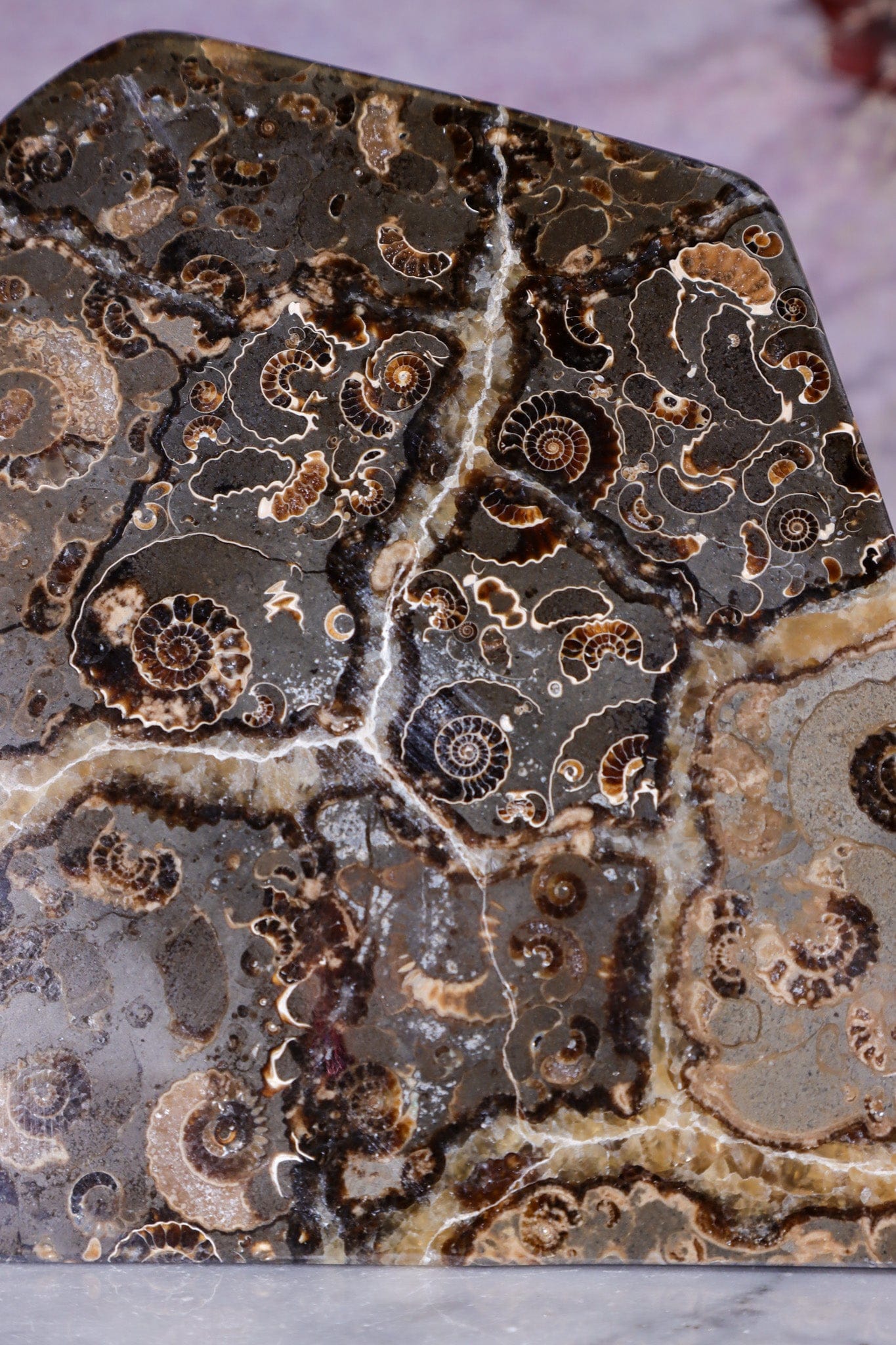 Marston Marble Freeform 1.6KG, Lower Jurassic, UK Fossil Tali & Loz Crystals