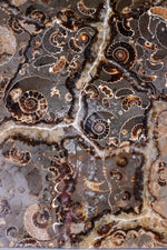 Marston Marble Freeform 1.6KG, Lower Jurassic, UK Fossil Tali & Loz Crystals