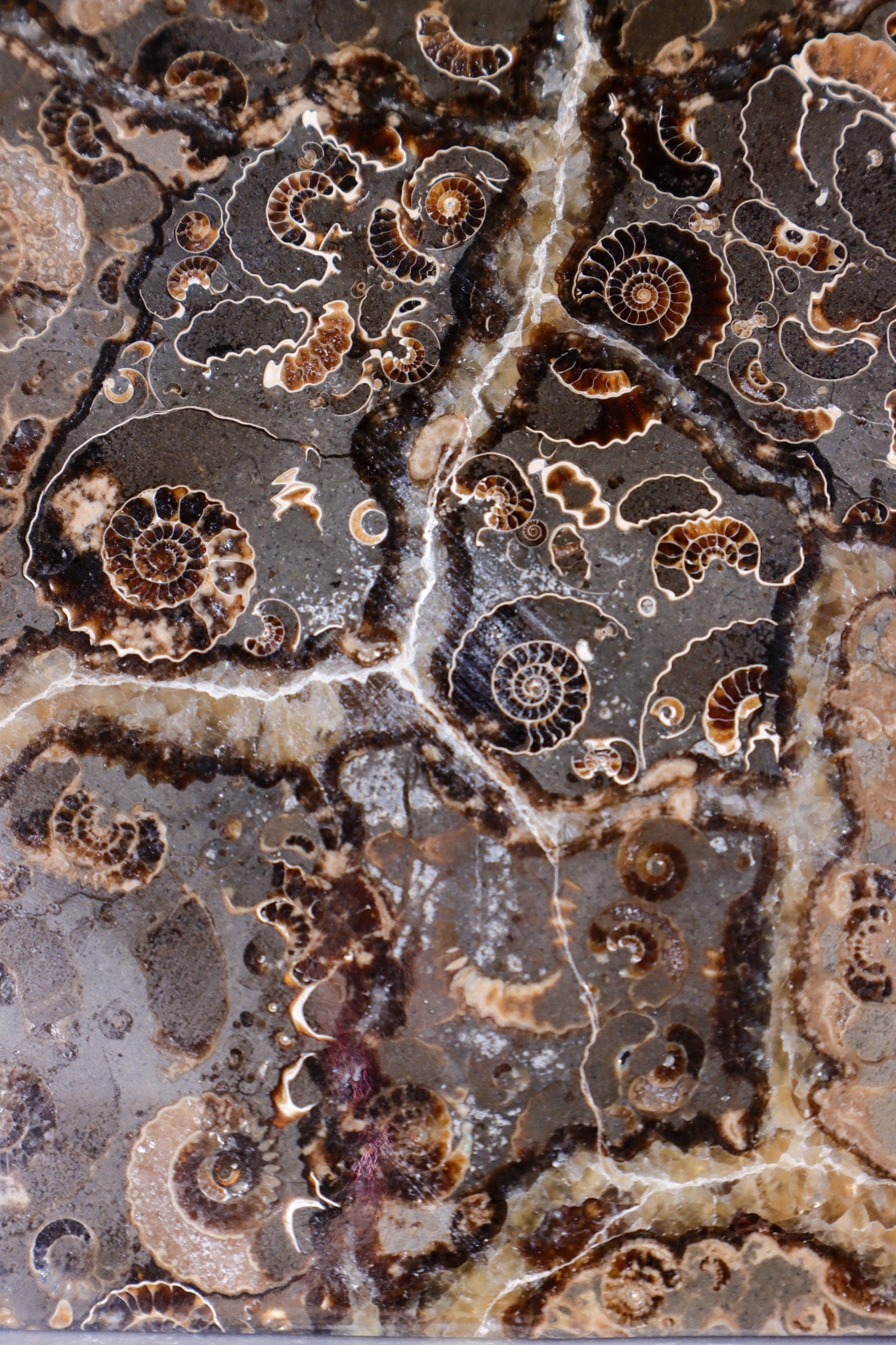 Marston Marble Freeform 1.6KG, Lower Jurassic, UK Fossil Tali & Loz Crystals