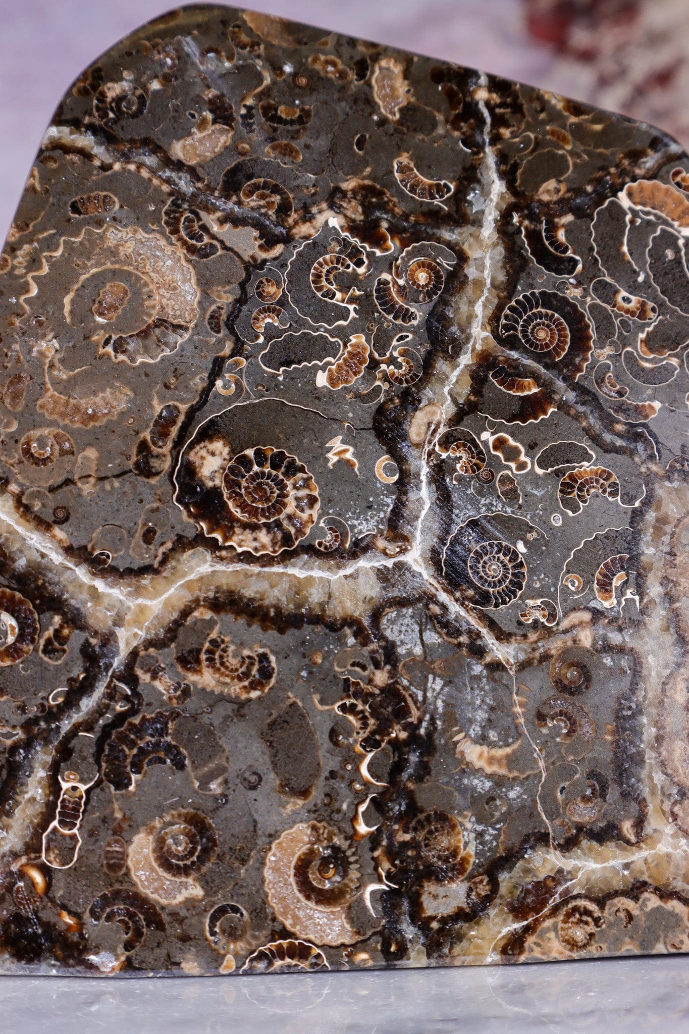 Marston Marble Freeform 1.6KG, Lower Jurassic, UK Fossil Tali & Loz Crystals