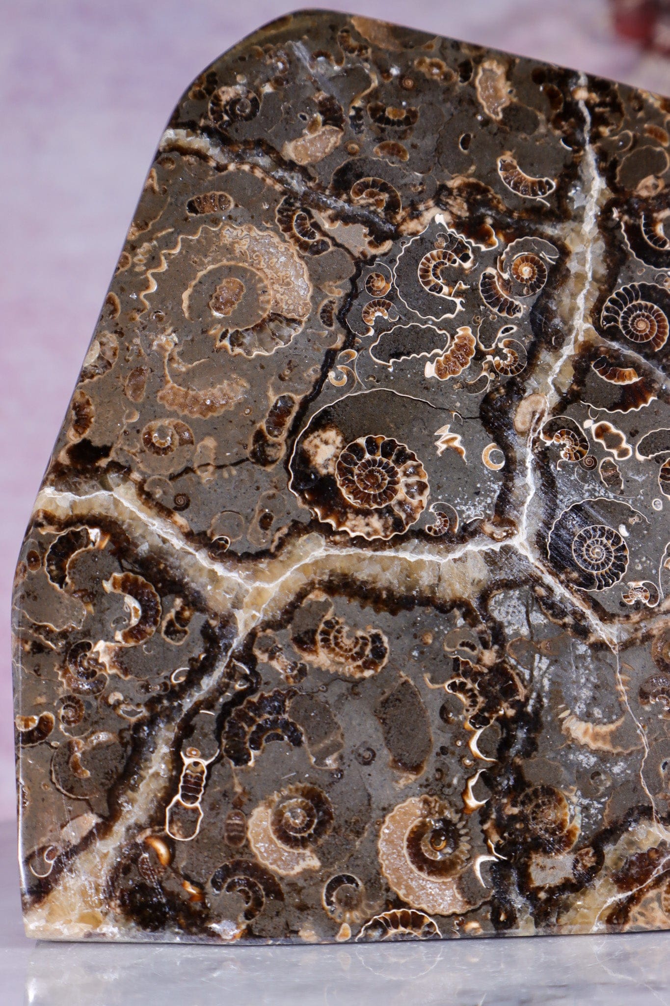 Marston Marble Freeform 1.6KG, Lower Jurassic, UK Fossil Tali & Loz Crystals