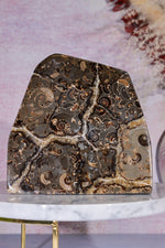 Marston Marble Freeform 1.6KG, Lower Jurassic, UK Fossil Tali & Loz Crystals