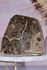 Marston Marble Freeform 1.6KG, Lower Jurassic, UK Fossil Tali & Loz Crystals