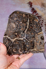 Marston Marble Freeform 1.6KG, Lower Jurassic, UK Fossil Tali & Loz Crystals