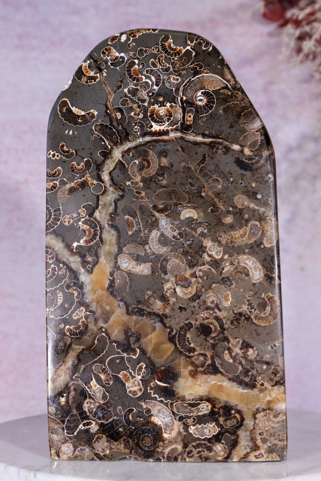 Marston Marble Freeform 16cm, Lower Jurassic, UK Fossil Tali & Loz Crystals