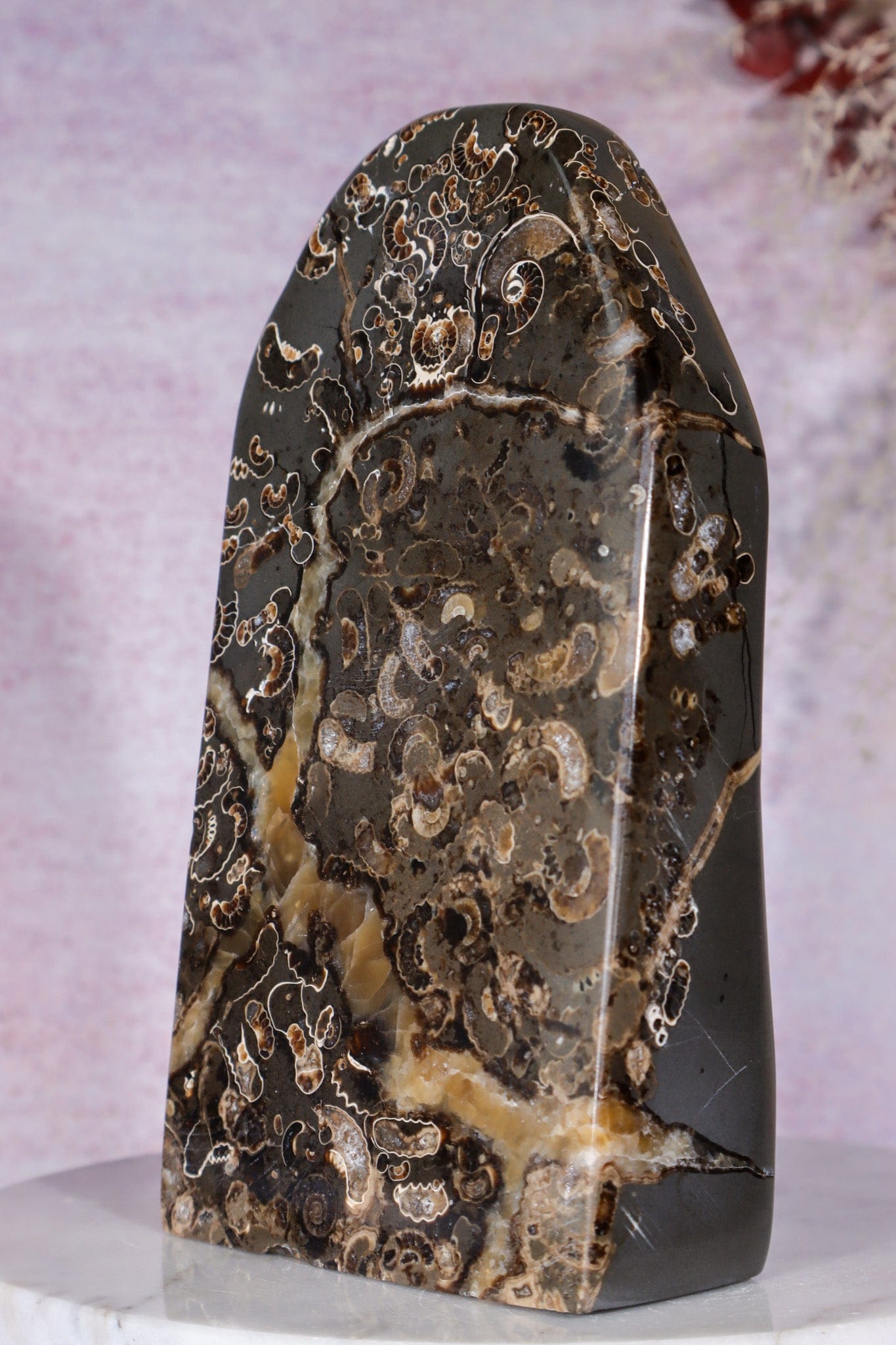 Marston Marble Freeform 16cm, Lower Jurassic, UK Fossil Tali & Loz Crystals