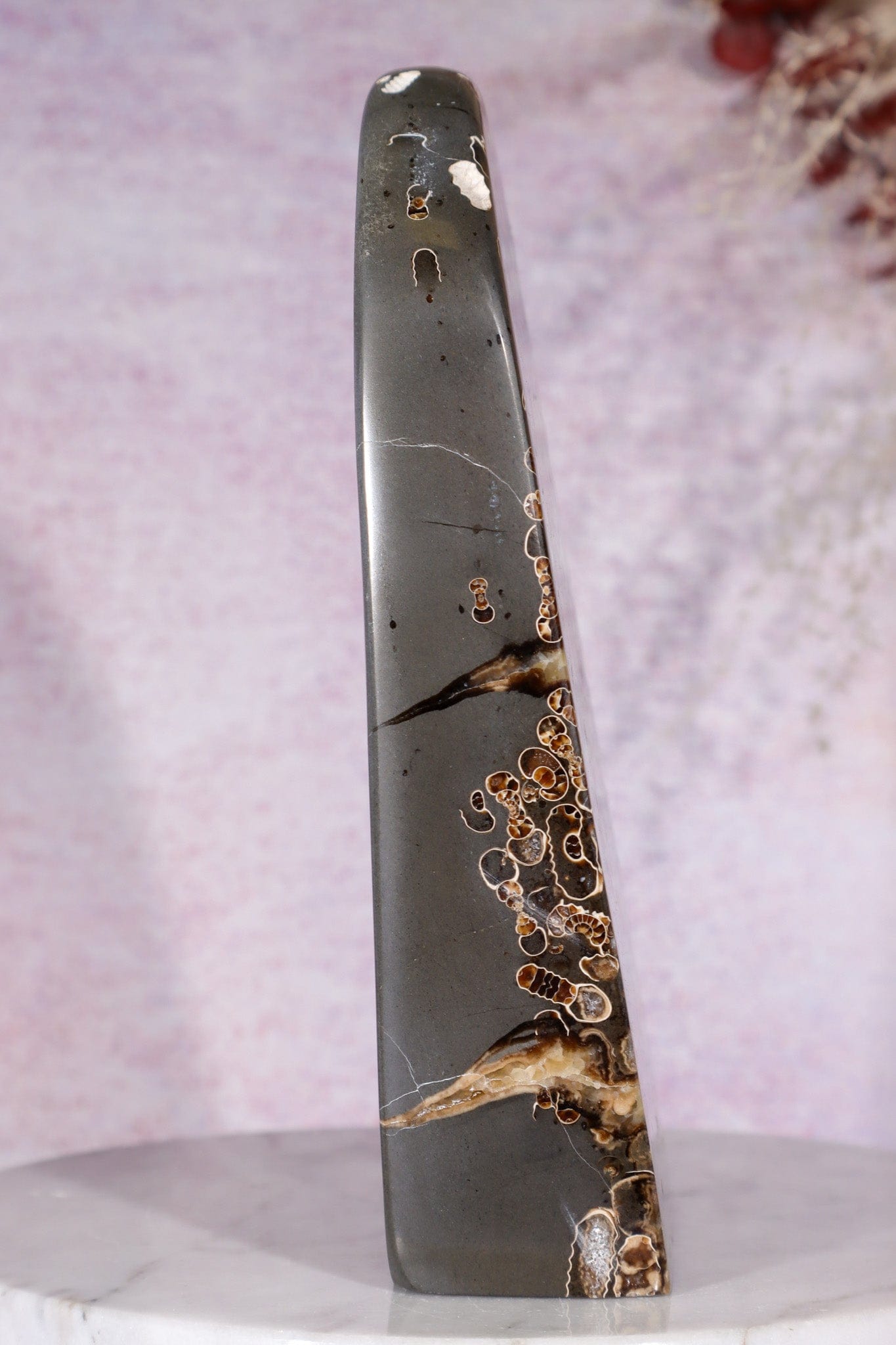 Marston Marble Freeform 16cm, Lower Jurassic, UK Fossil Tali & Loz Crystals