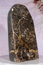 Marston Marble Freeform 16cm, Lower Jurassic, UK Fossil Tali & Loz Crystals