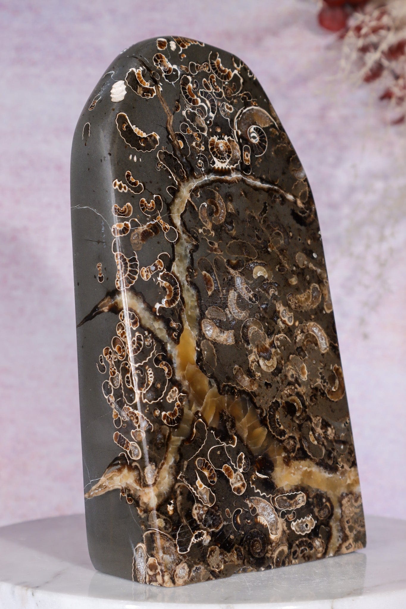 Marston Marble Freeform 16cm, Lower Jurassic, UK Fossil Tali & Loz Crystals