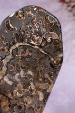 Marston Marble Freeform 16cm, Lower Jurassic, UK Fossil Tali & Loz Crystals