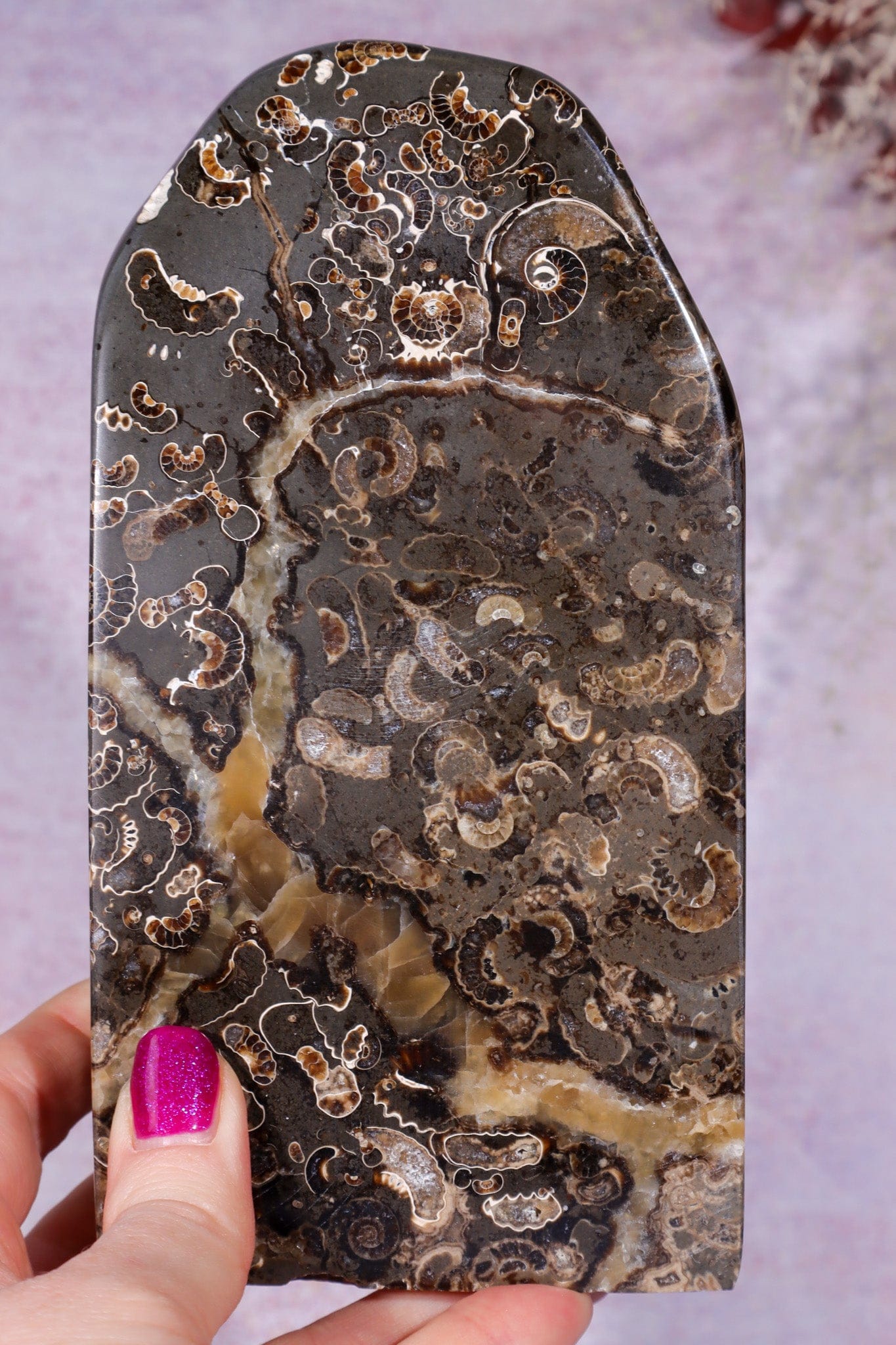 Marston Marble Freeform 16cm, Lower Jurassic, UK Fossil Tali & Loz Crystals