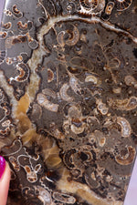 Marston Marble Freeform 16cm, Lower Jurassic, UK Fossil Tali & Loz Crystals