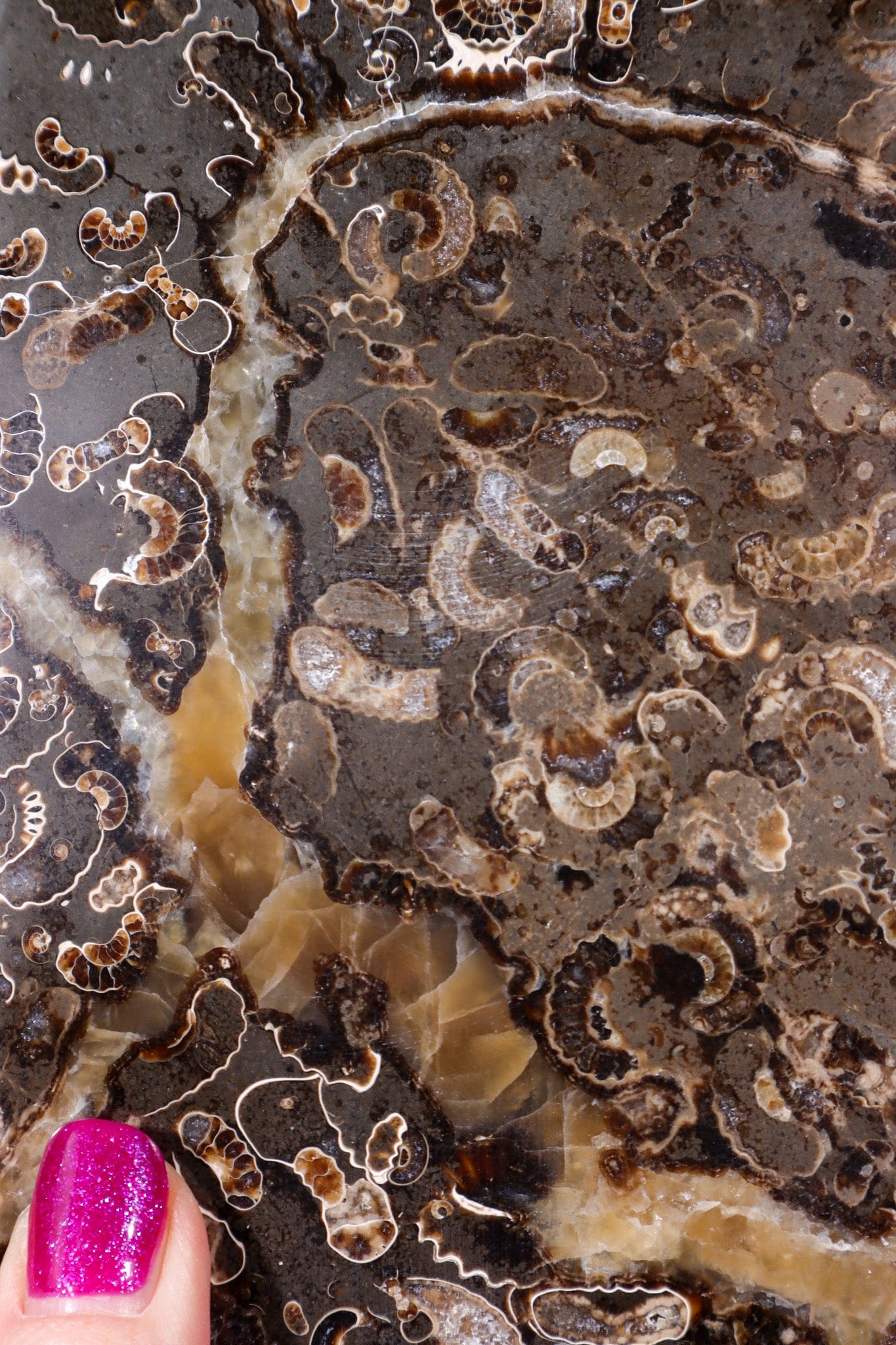 Marston Marble Freeform 16cm, Lower Jurassic, UK Fossil Tali & Loz Crystals