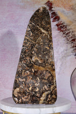 Marston Marble Freeform 22cm, Lower Jurassic, UK Fossil Tali & Loz Crystals