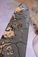 Marston Marble Freeform 22cm, Lower Jurassic, UK Fossil Tali & Loz Crystals