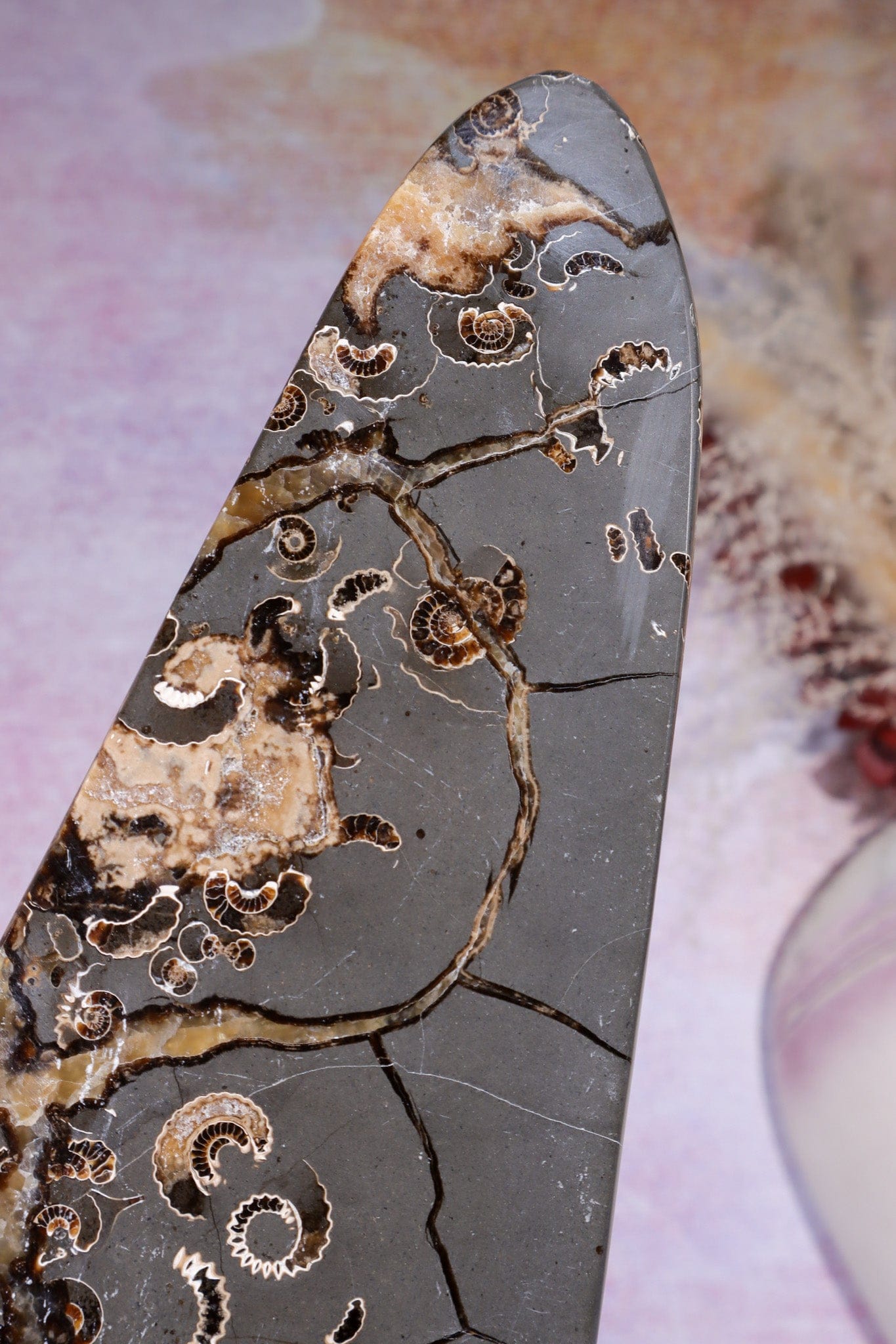 Marston Marble Freeform 22cm, Lower Jurassic, UK Fossil Tali & Loz Crystals