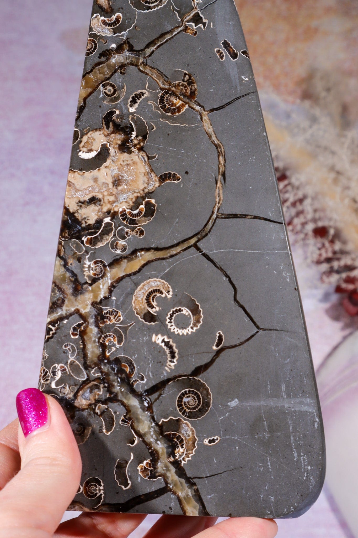 Marston Marble Freeform 22cm, Lower Jurassic, UK Fossil Tali & Loz Crystals