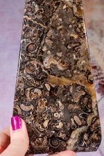 Marston Marble Freeform 22cm, Lower Jurassic, UK Fossil Tali & Loz Crystals