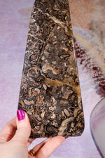 Marston Marble Freeform 22cm, Lower Jurassic, UK Fossil Tali & Loz Crystals