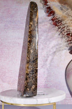 Marston Marble Freeform 22cm, Lower Jurassic, UK Fossil Tali & Loz Crystals