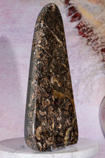 Marston Marble Freeform 22cm, Lower Jurassic, UK Fossil Tali & Loz Crystals