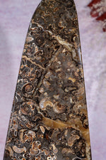 Marston Marble Freeform 22cm, Lower Jurassic, UK Fossil Tali & Loz Crystals