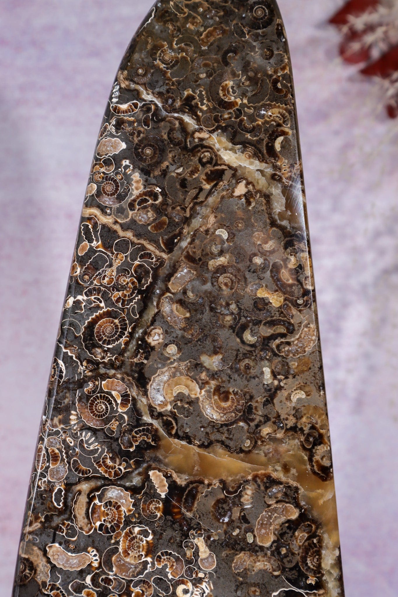 Marston Marble Freeform 22cm, Lower Jurassic, UK Fossil Tali & Loz Crystals