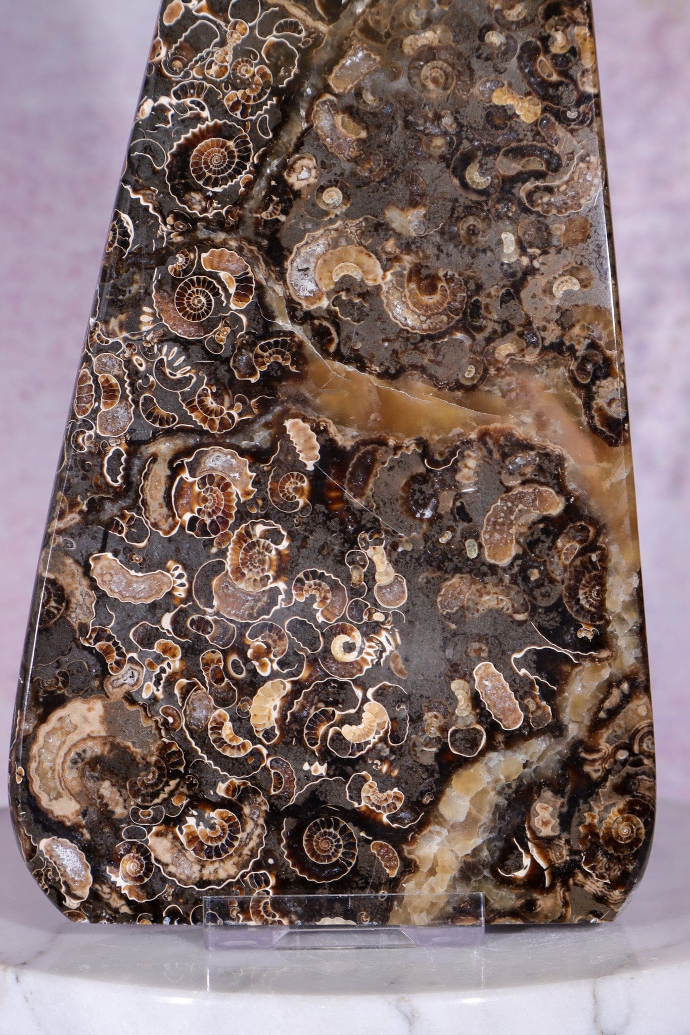 Marston Marble Freeform 22cm, Lower Jurassic, UK Fossil Tali & Loz Crystals