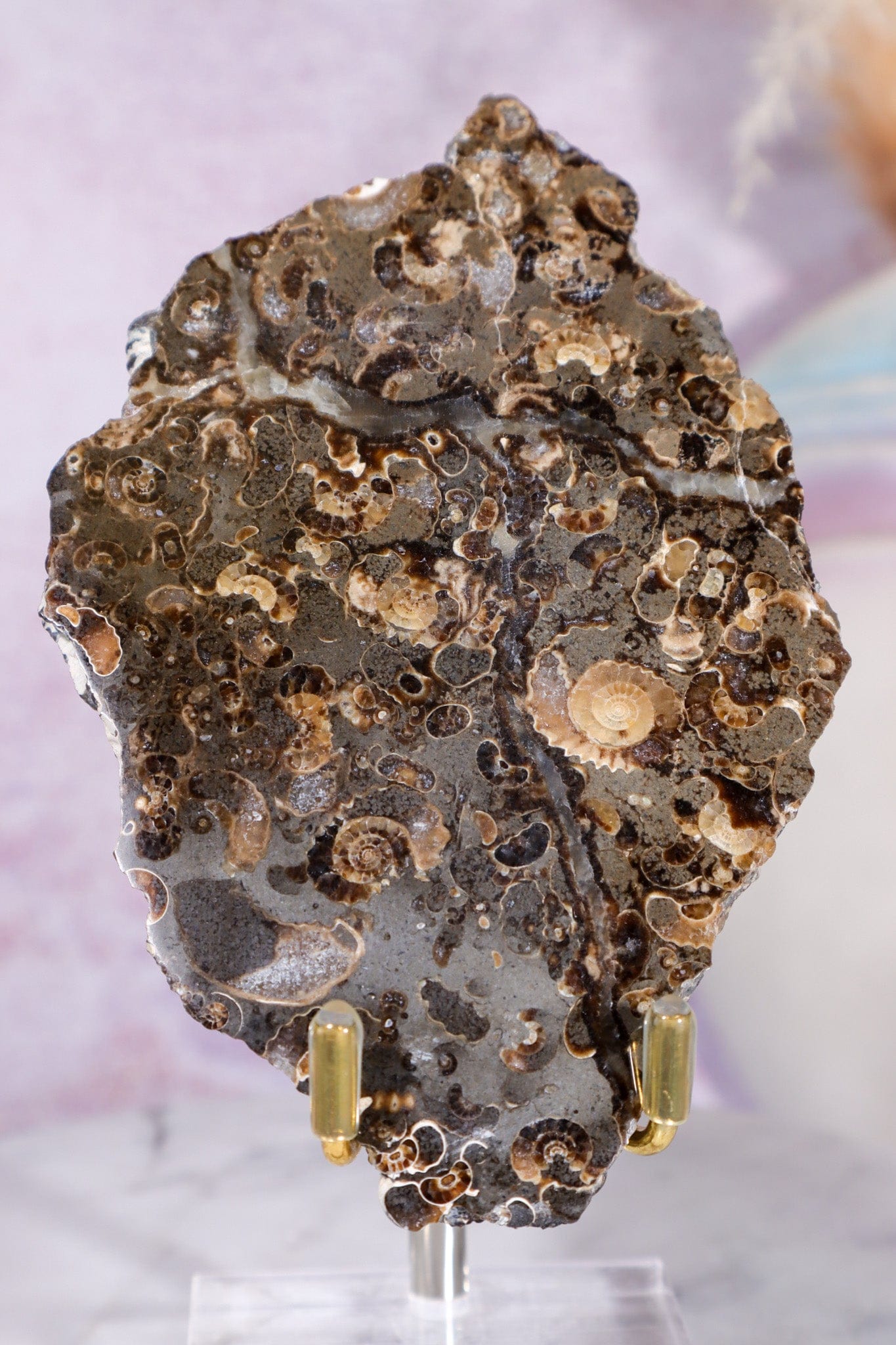 Marston Marble Slice 11.5cm, Lower Jurassic, UK Fossil Tali & Loz Crystals