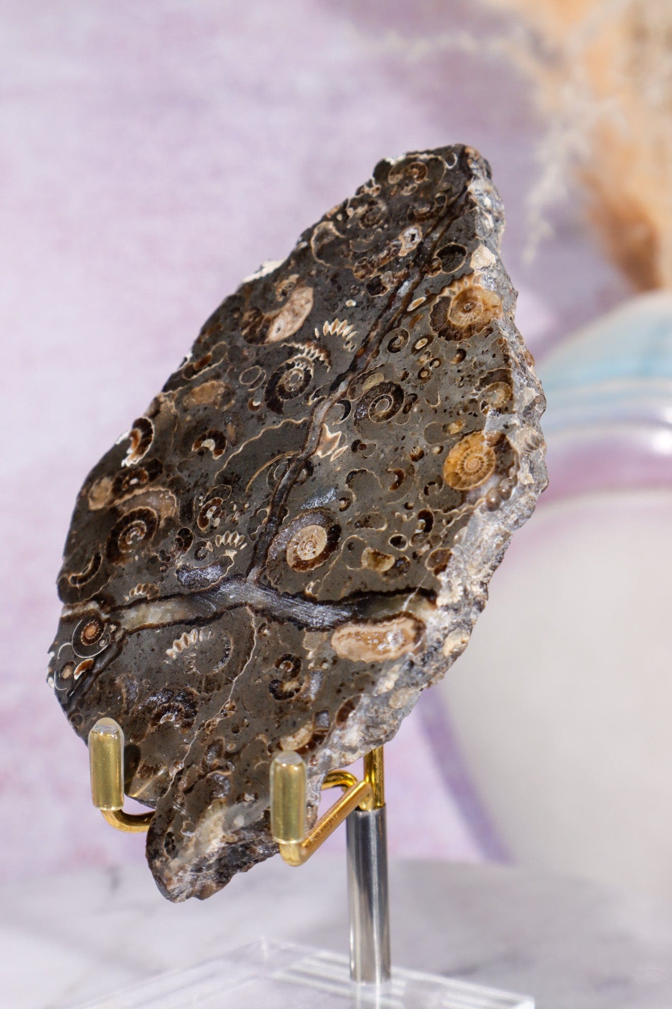 Marston Marble Slice 11.5cm, Lower Jurassic, UK Fossil Tali & Loz Crystals