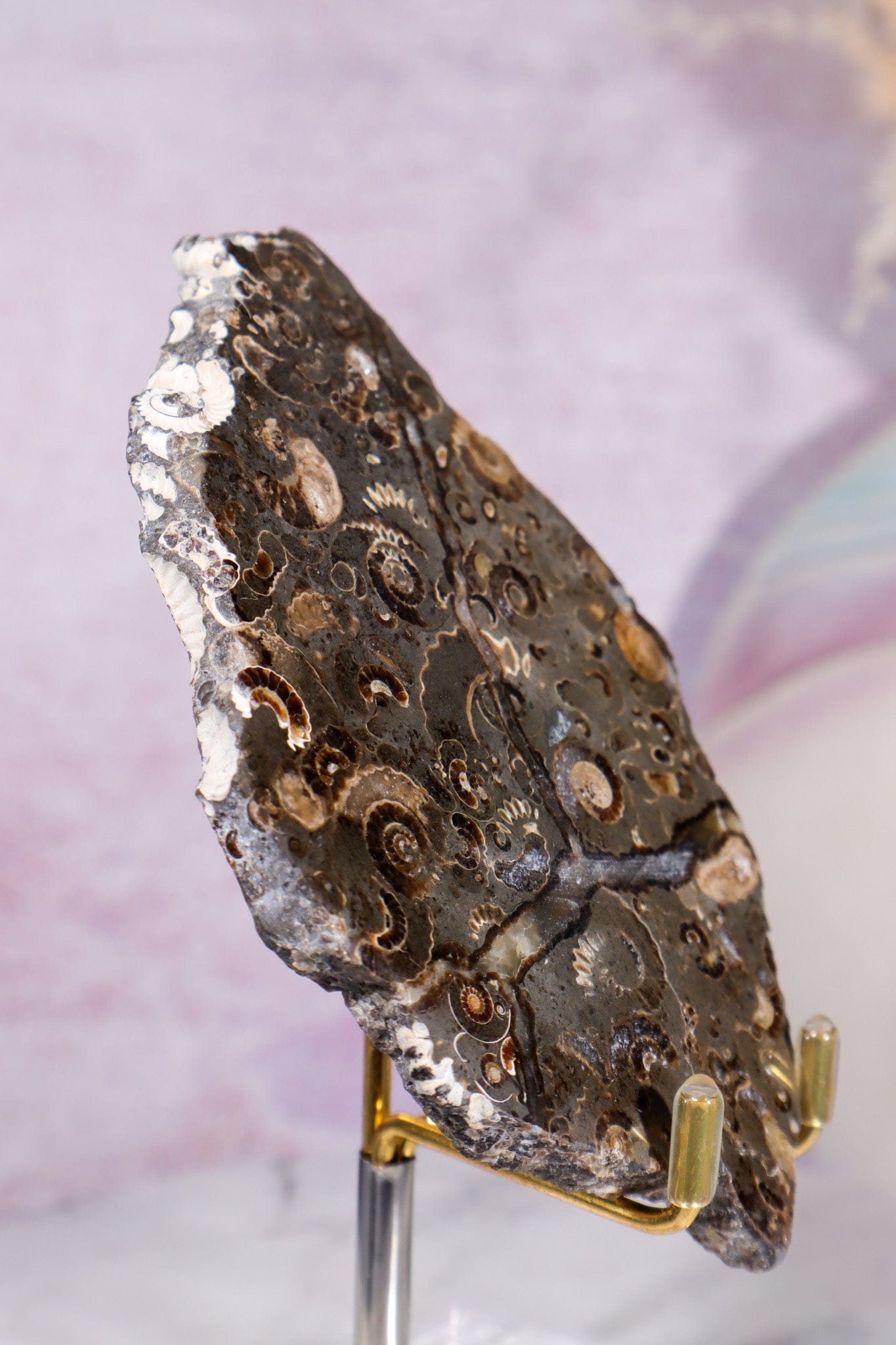 Marston Marble Slice 11.5cm, Lower Jurassic, UK Fossil Tali & Loz Crystals