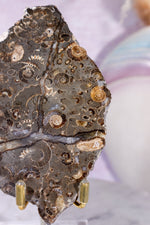 Marston Marble Slice 11.5cm, Lower Jurassic, UK Fossil Tali & Loz Crystals