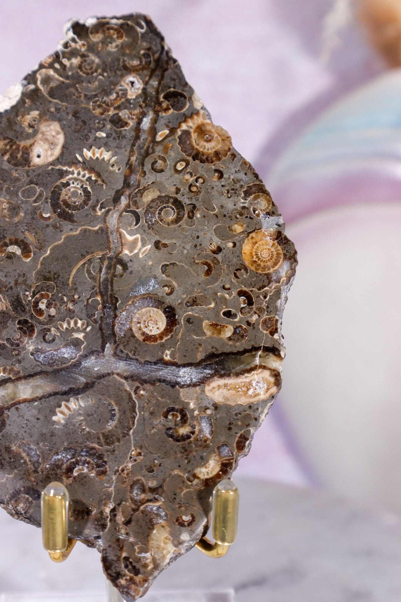 Marston Marble Slice 11.5cm, Lower Jurassic, UK Fossil Tali & Loz Crystals