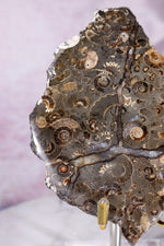 Marston Marble Slice 11.5cm, Lower Jurassic, UK Fossil Tali & Loz Crystals