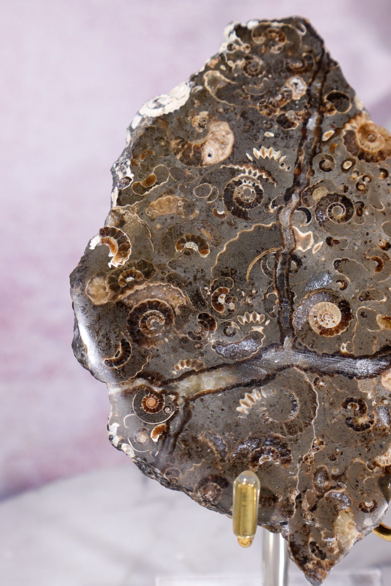 Marston Marble Slice 11.5cm, Lower Jurassic, UK Fossil Tali & Loz Crystals