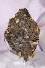 Marston Marble Slice 11.5cm, Lower Jurassic, UK Fossil Tali & Loz Crystals