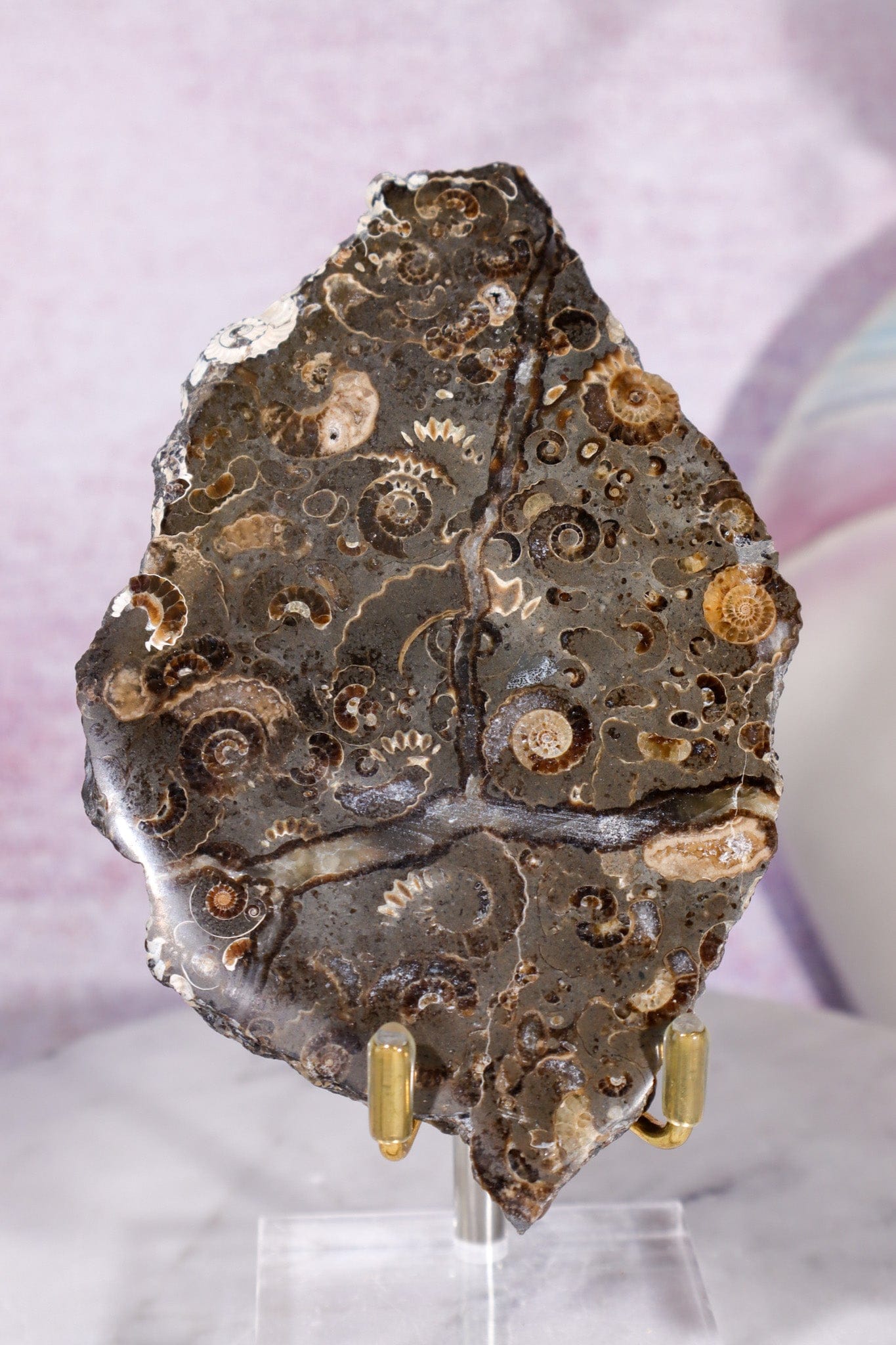 Marston Marble Slice 11.5cm, Lower Jurassic, UK Fossil Tali & Loz Crystals