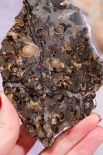 Marston Marble Slice 11.5cm, Lower Jurassic, UK Fossil Tali & Loz Crystals