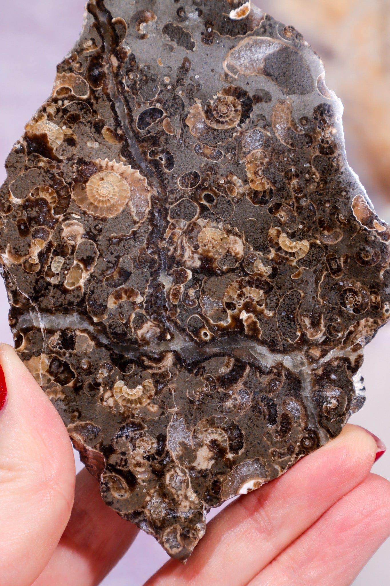 Marston Marble Slice 11.5cm, Lower Jurassic, UK Fossil Tali & Loz Crystals