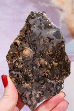 Marston Marble Slice 11.5cm, Lower Jurassic, UK Fossil Tali & Loz Crystals