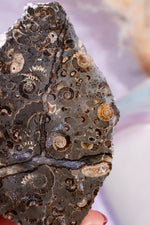 Marston Marble Slice 11.5cm, Lower Jurassic, UK Fossil Tali & Loz Crystals