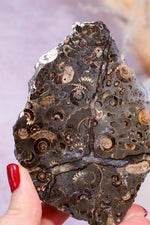 Marston Marble Slice 11.5cm, Lower Jurassic, UK Fossil Tali & Loz Crystals