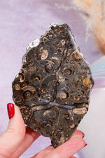 Marston Marble Slice 11.5cm, Lower Jurassic, UK Fossil Tali & Loz Crystals