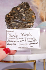 Marston Marble Slice 11.5cm, Lower Jurassic, UK Fossil Tali & Loz Crystals