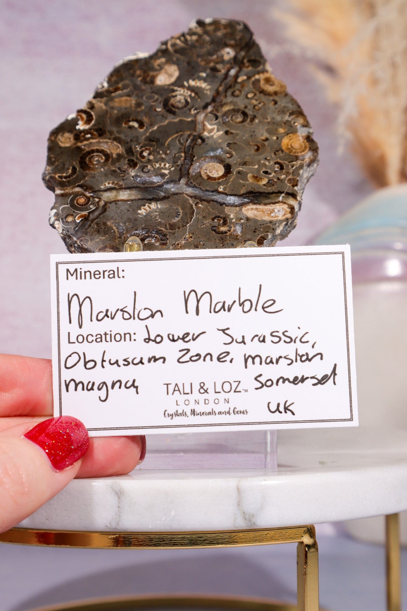 Marston Marble Slice 11.5cm, Lower Jurassic, UK Fossil Tali & Loz Crystals