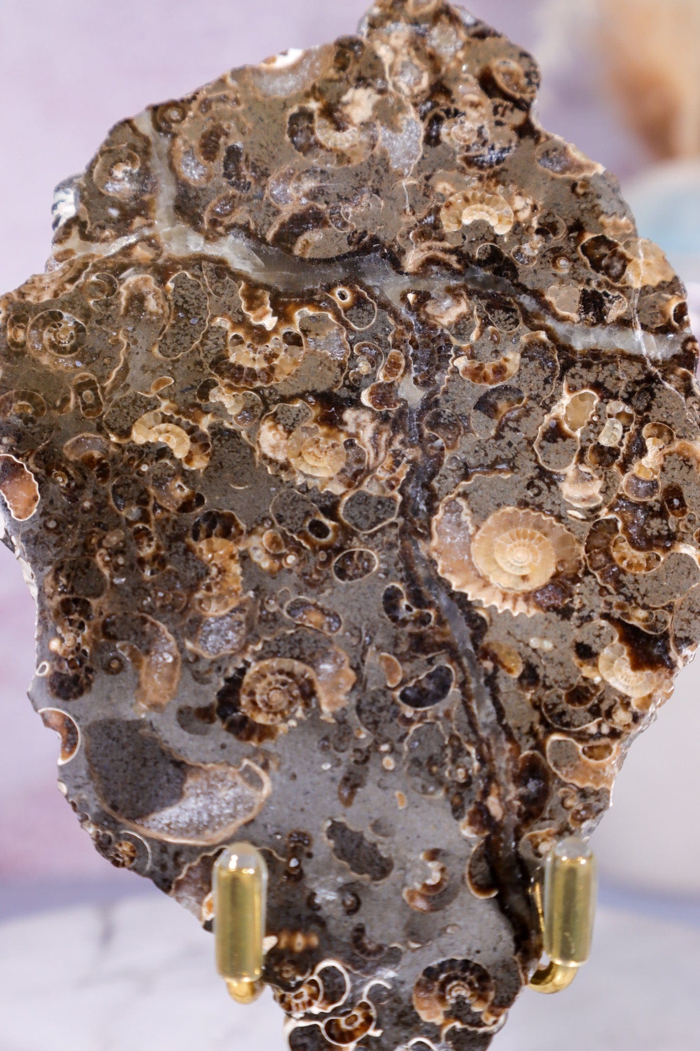 Marston Marble Slice 11.5cm, Lower Jurassic, UK Fossil Tali & Loz Crystals