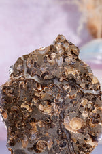 Marston Marble Slice 11.5cm, Lower Jurassic, UK Fossil Tali & Loz Crystals