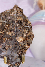 Marston Marble Slice 11.5cm, Lower Jurassic, UK Fossil Tali & Loz Crystals