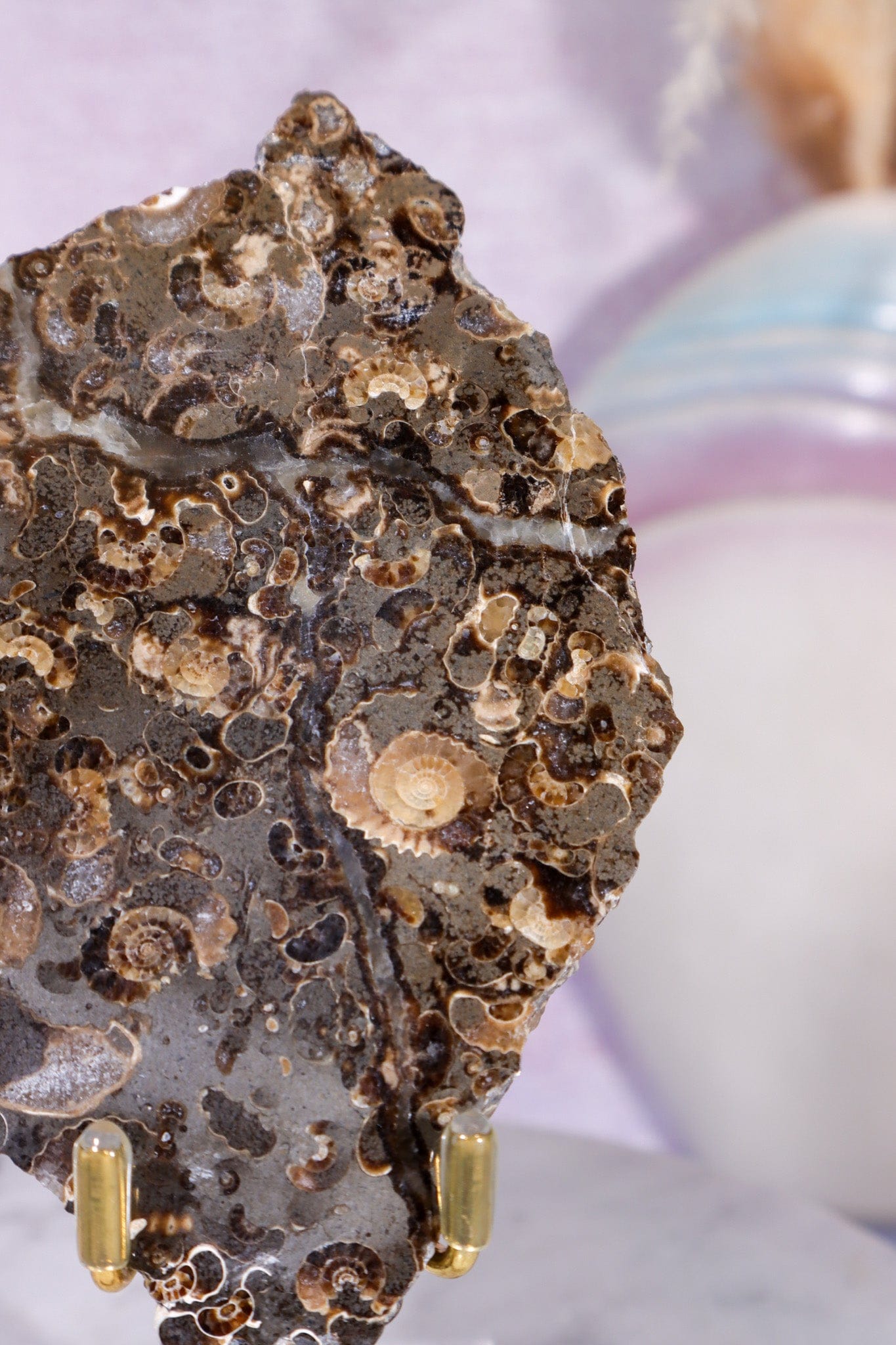 Marston Marble Slice 11.5cm, Lower Jurassic, UK Fossil Tali & Loz Crystals