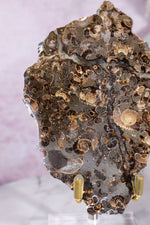 Marston Marble Slice 11.5cm, Lower Jurassic, UK Fossil Tali & Loz Crystals